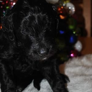 Meet your Posher, Janet